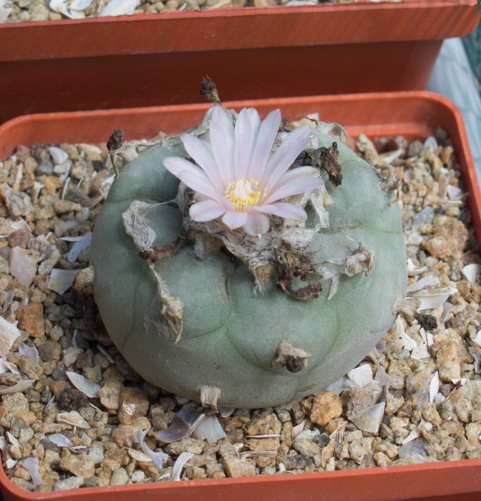 L.williamsii