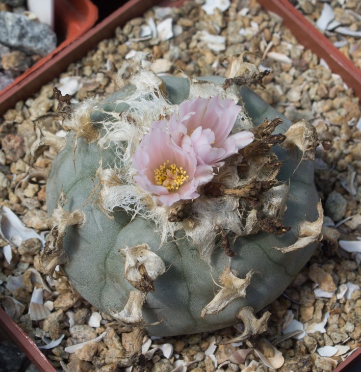 L.williamsii