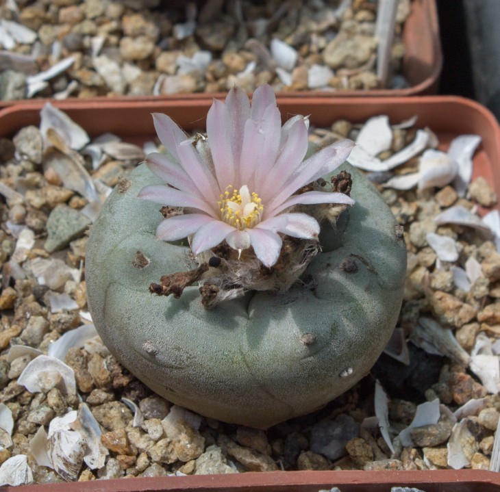 L.williamsii