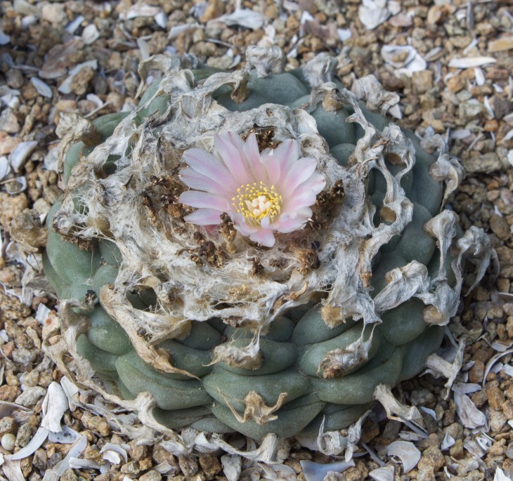 L.wiliamsii v.texana