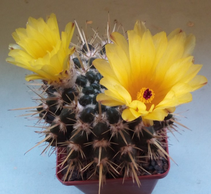 Notocactus submammulosus