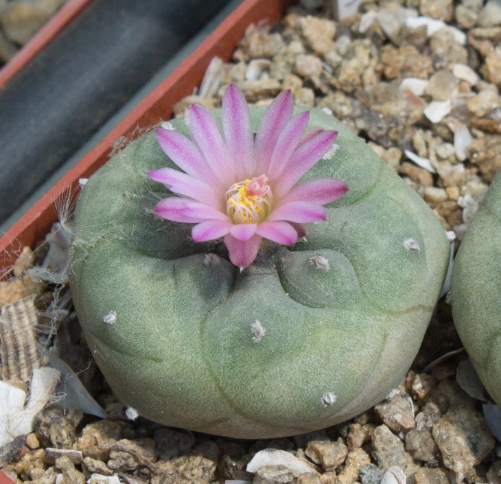 L.jourdaniana