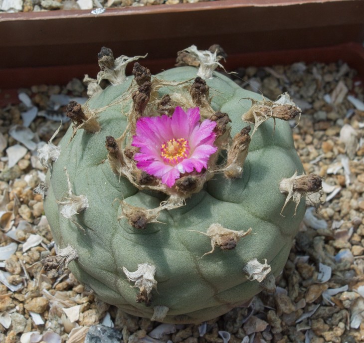 L.jourdaniana