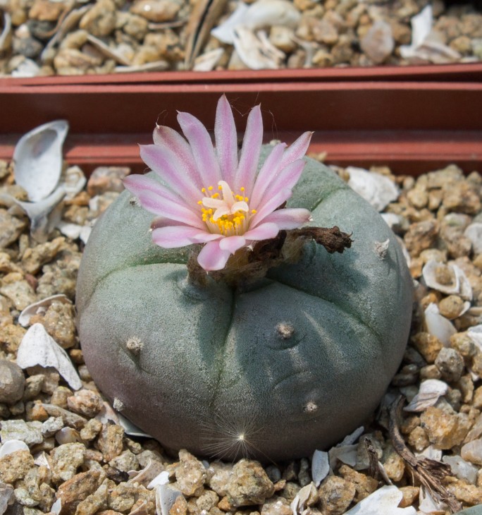 L.wiliamsii, JJH 0010812, Rio Pecos, Texas_ семена Petr Kupcak_посев 25.03.17
