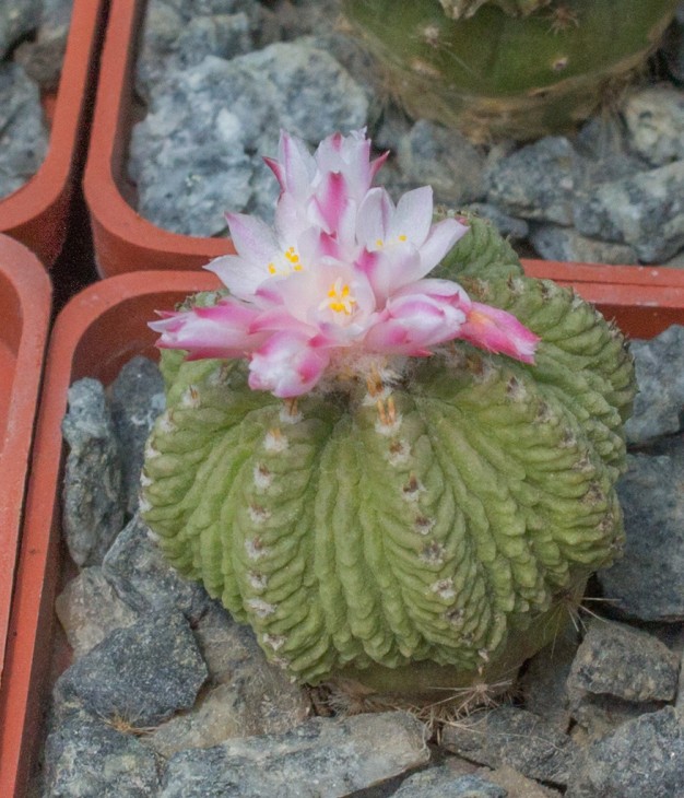 A.ritterii_5.jpg