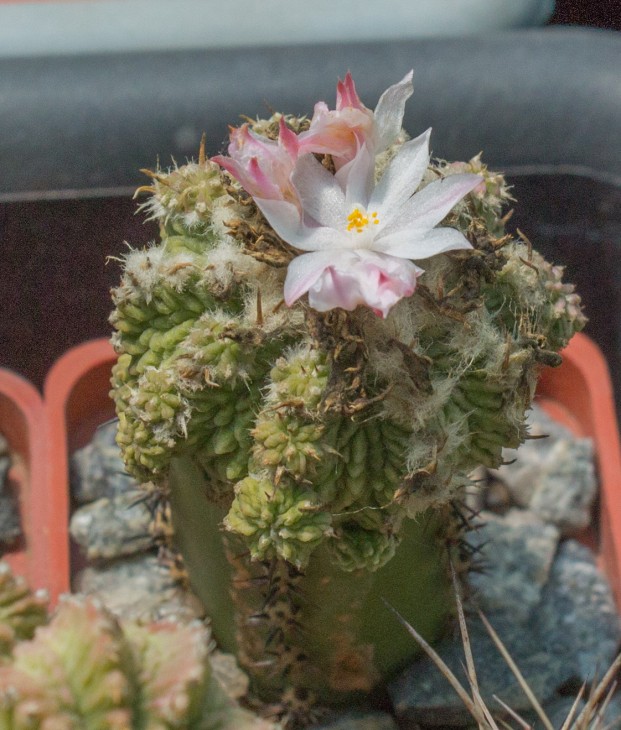 A.ritterii_4.jpg