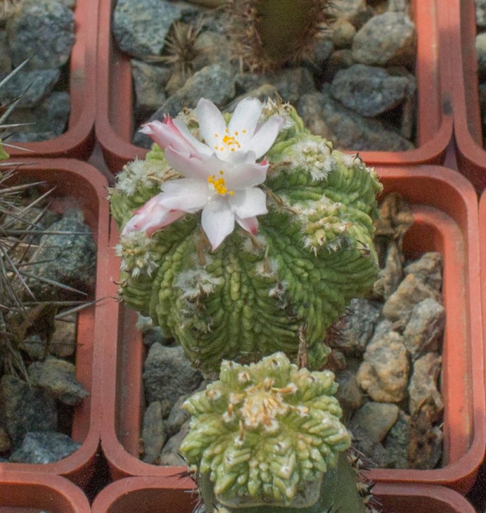 A.ritterii_3.jpg