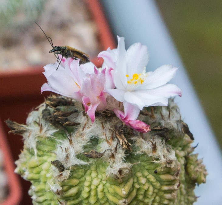A.ritterii_6.jpg