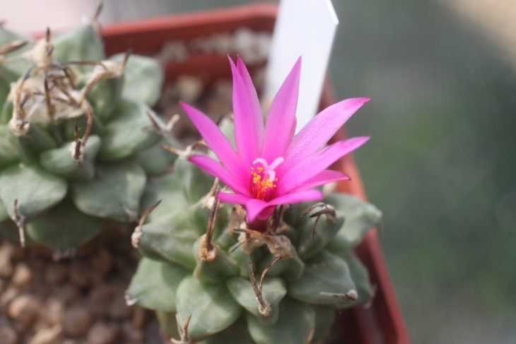 Turbinicarpus alonsoi первое цветение