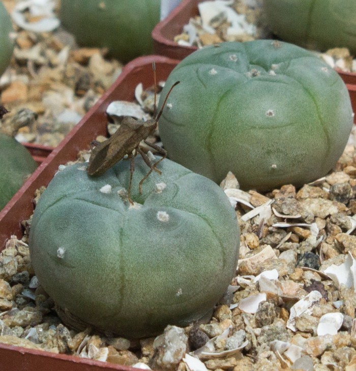 L.williamsii_ ZRI 385_10, Hipolito I , Coahuila_семена Petr Kupcak