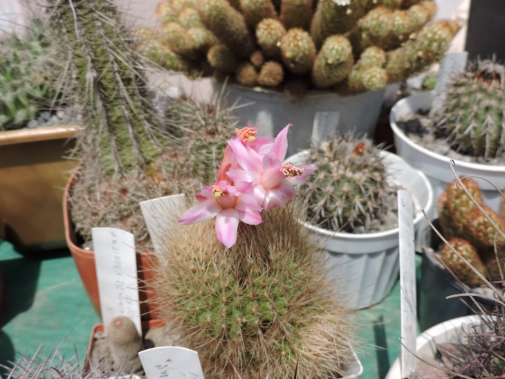 Matucana rosea alba