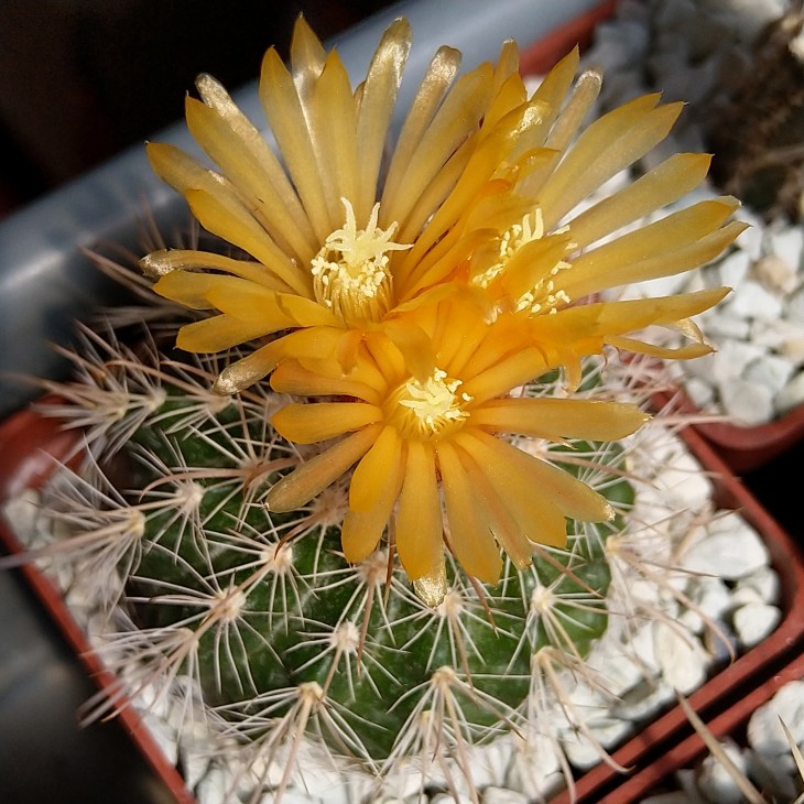 Parodia microsperma