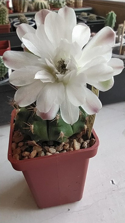 Gymnocalycium anisitsii