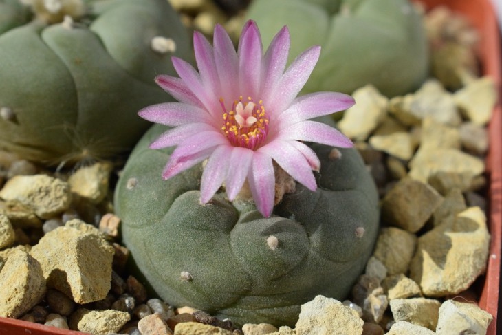 Lophophora jourdaniana3.jpg