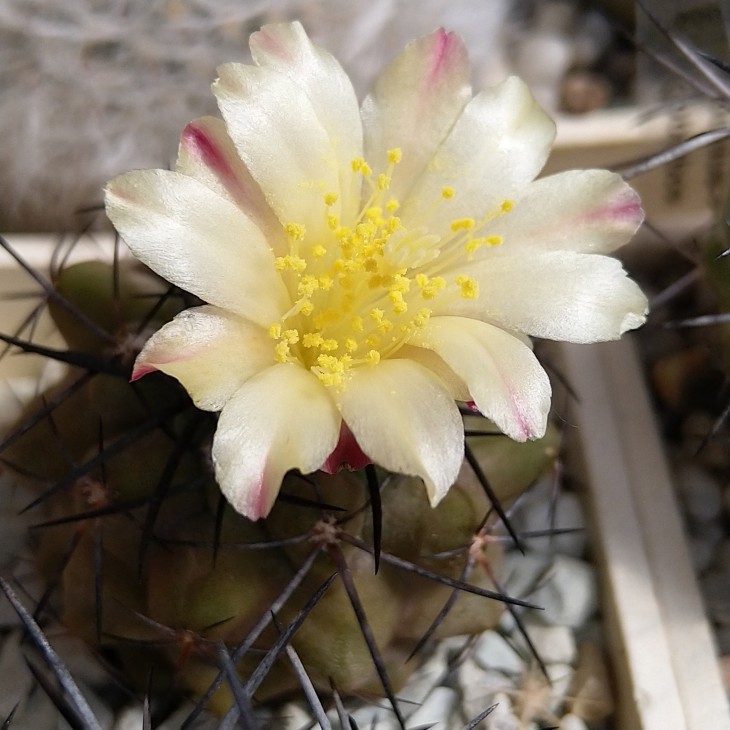 Copiapoa montana