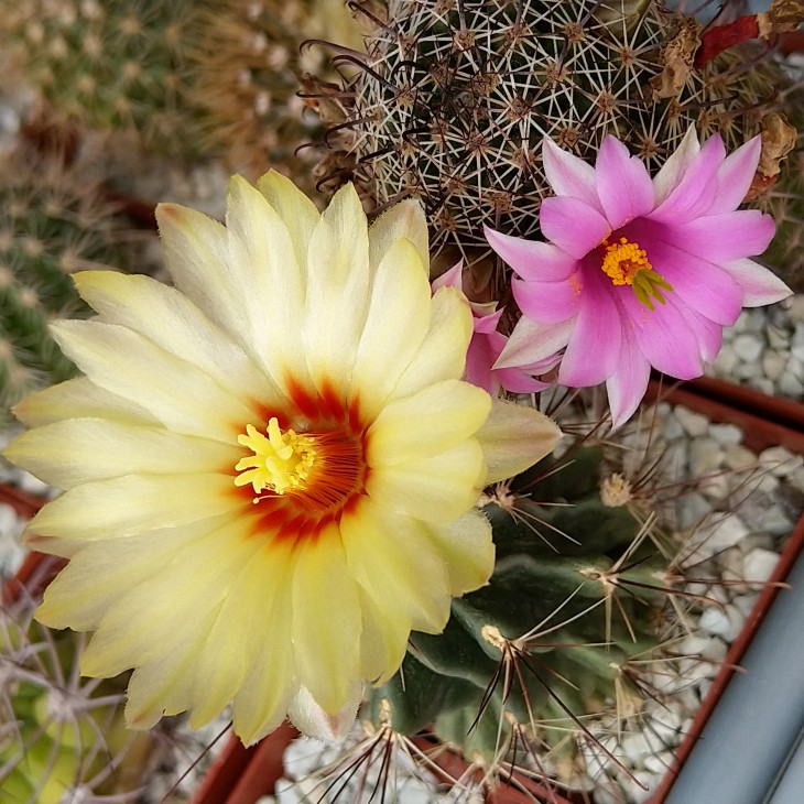 Hamatocactus hamatacanthus &amp; Mammillaria fraileana