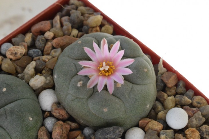 L.fricii f.gigantea KS 198-2.jpg