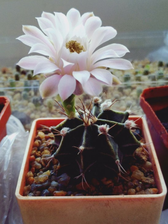 Gymnocalycium friedrichii