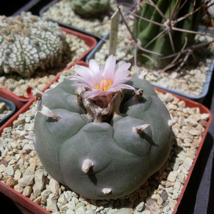 lophophora williamsii
