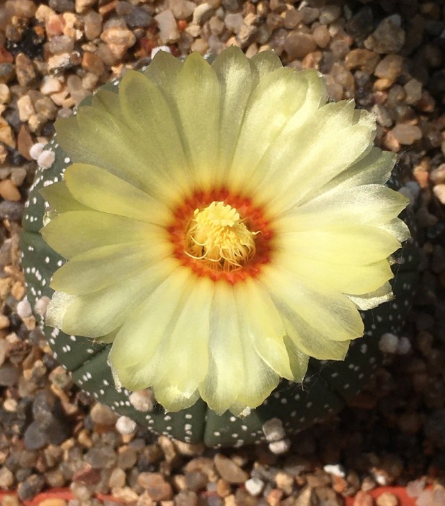 astrophytum asterias