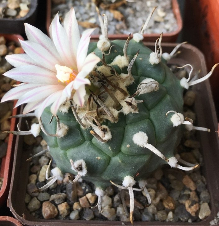 turbinicarpus klinkerianus