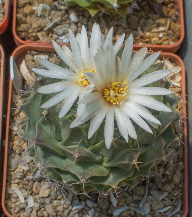7.12_OBREGONIA denegrii_Piltz (747)_фото_1.jpg