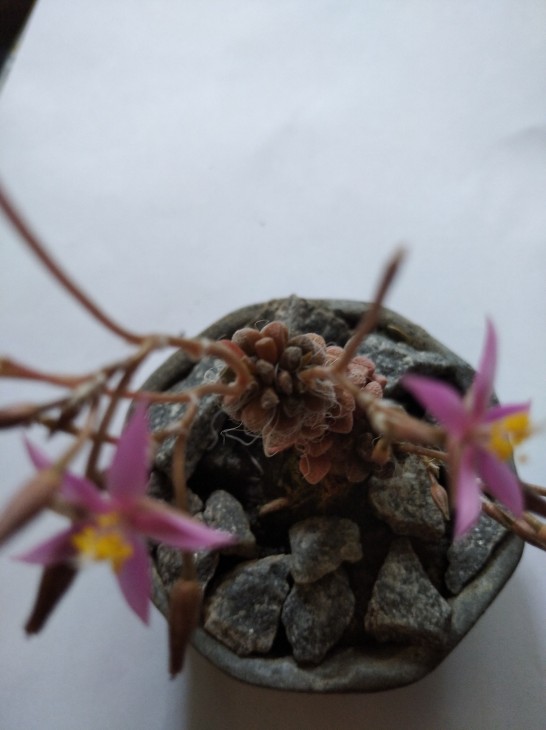 Anacampseros namaquaensis