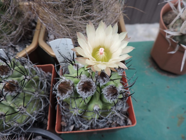 Neochilenia taltalensis