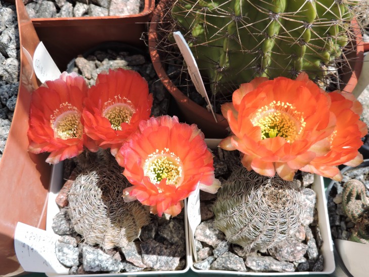 Lobivia haematantha v. rebutioides