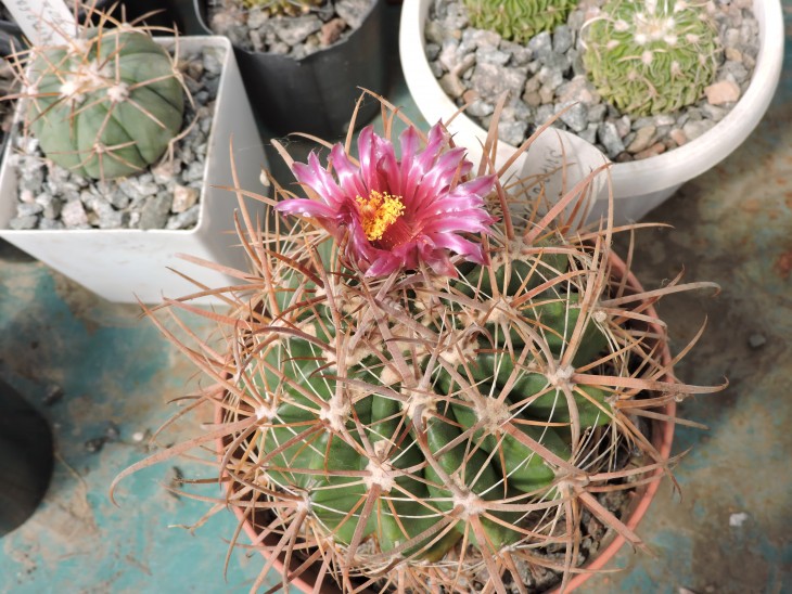 Ferocactus fordii