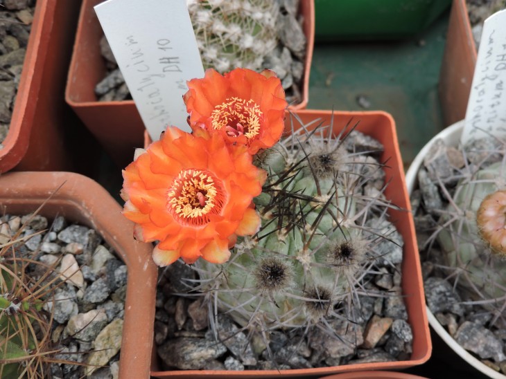 Acanthocalycium munitum DH10