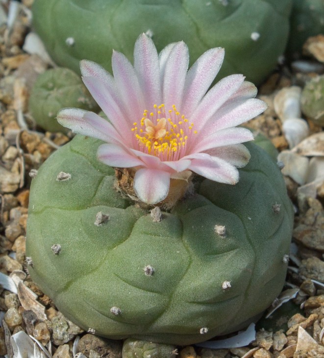 L.jourdaniana