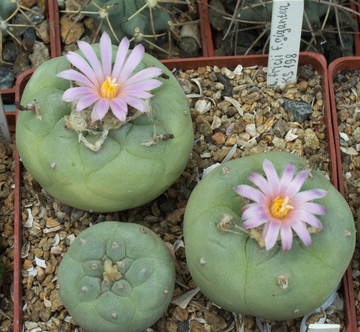L.fricii f.gigantea, KS198