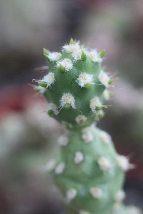 Cumulopuntia berteri KK2228