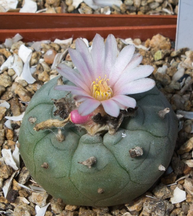 LOPHOPHORA williamsii