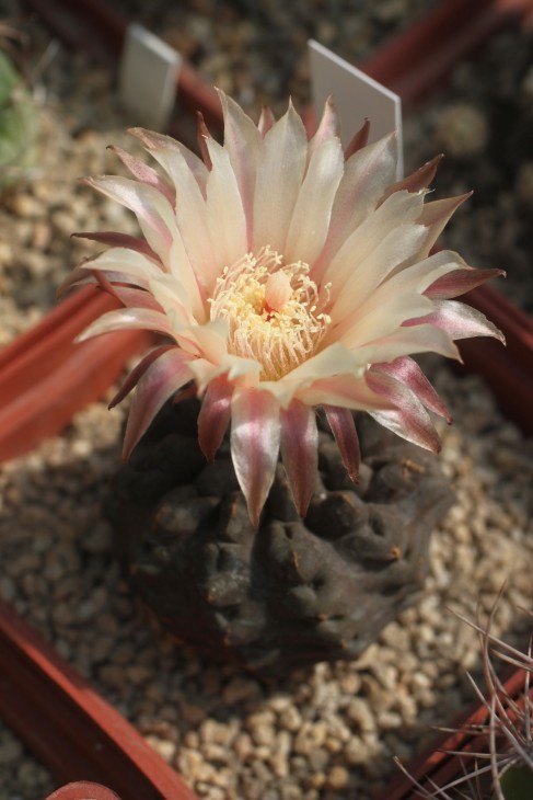 Neochilenia occulta RS1958