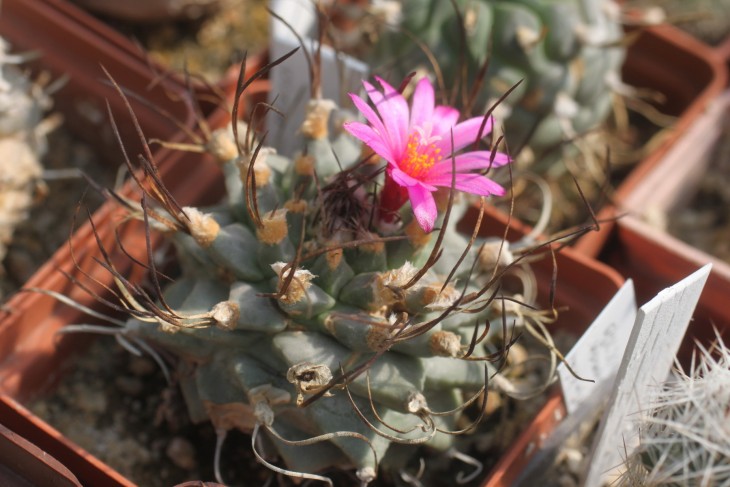 Turbinicarpus alonsoi