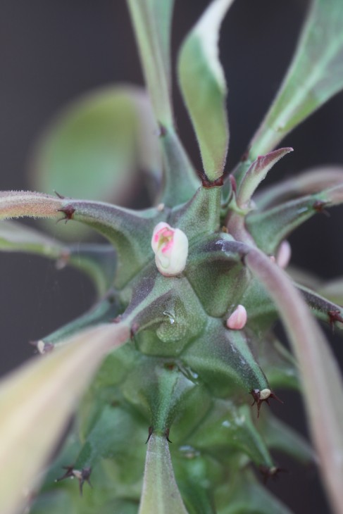 Monadenium schubei готовится цвести