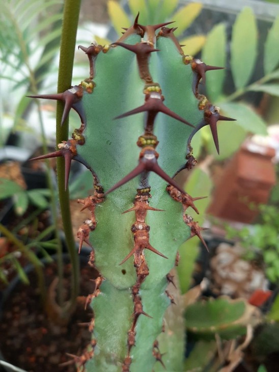 Euphorbia_coerulescens.jpg