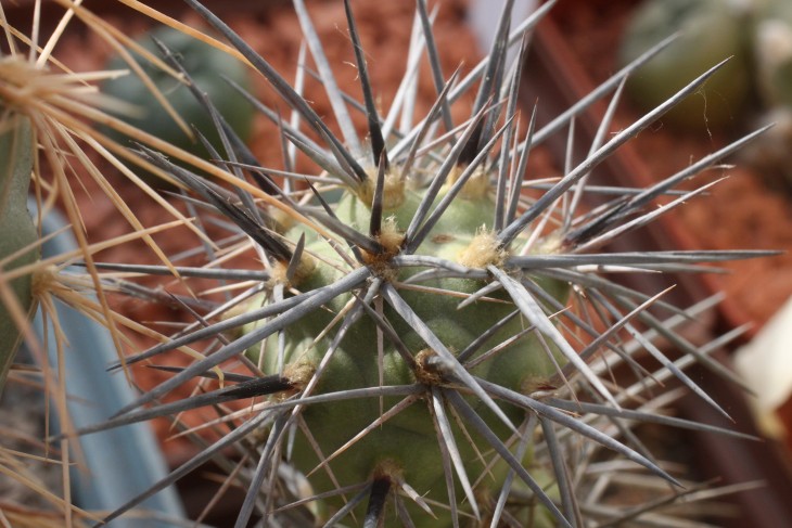 Tephrocactus alexanderi VG194 La Rioja, Argentina (Termas Sta, Teresita, 740m)