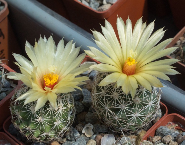 Coryphantha echinus SB377 Val Verde Co TX