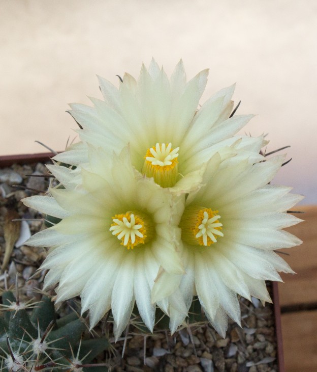 Coryphantha hintoniorum GM 1040 var. nova, Cuatro Milpas, SLP