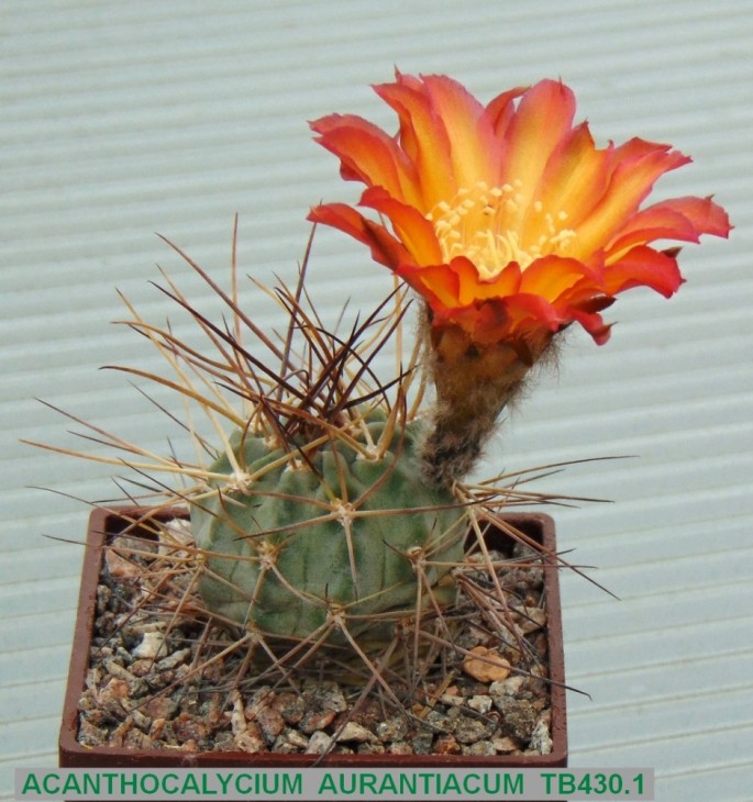 1AC-ACANTHOCALYCIUM AURANTIACUM TB430.1  Capillitas  2871m.JPG