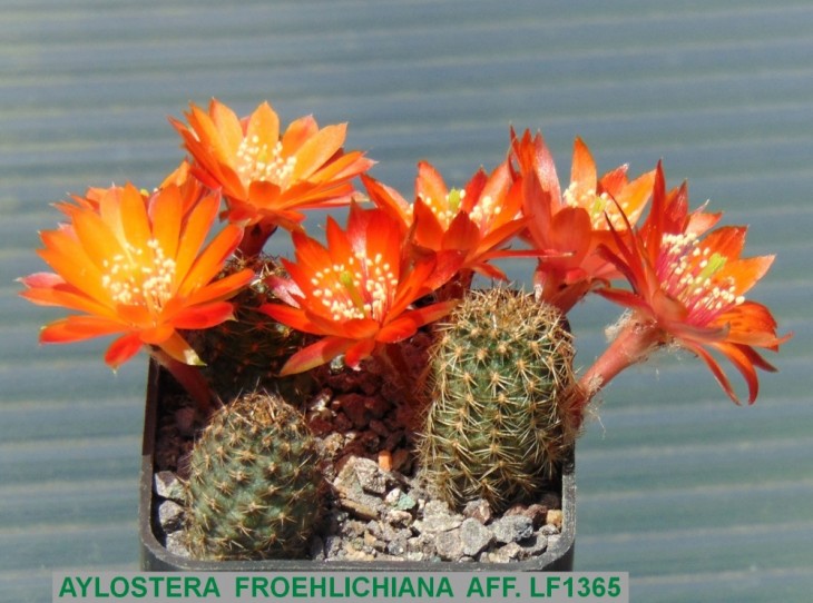 143AY-AYLOSTERA FROEHLICHIANA AFF. LF1365  34km N Culpina  3394m.JPG