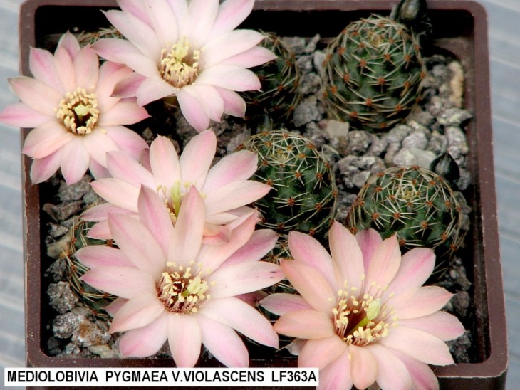 886ME-MEDIOLOBIVIA  PYGMAEA V.VIOLASCENS  LF363A.jpg