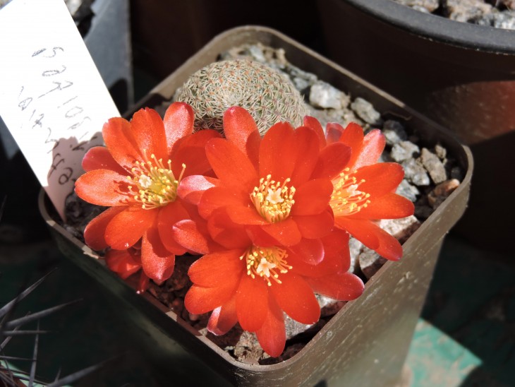 Rebutia solisioides