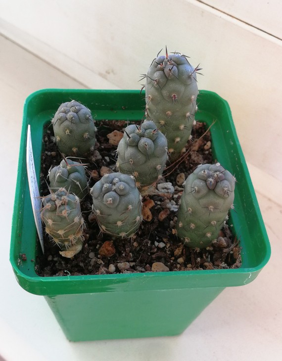 geometricus f. nature-chocolate violet body top best form SSA 2B Loro Huasi Valley I. CAT Argentina