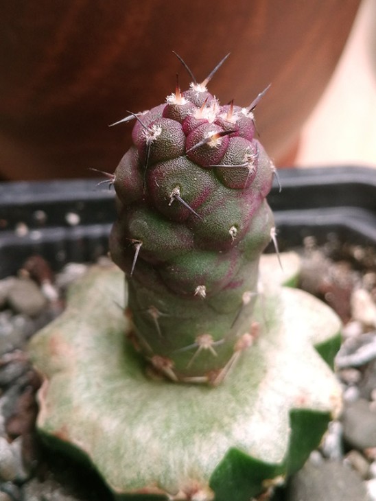 geometricus f. nature-chocolate geometricus f. nature-chocolate violet body top best form SSA 2B Loro Huasi Valley I. CAT Argentina