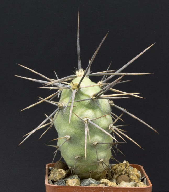 T.aoracanthus, short spiny form JN1427, Barreal, San Juan, Arg.1598m