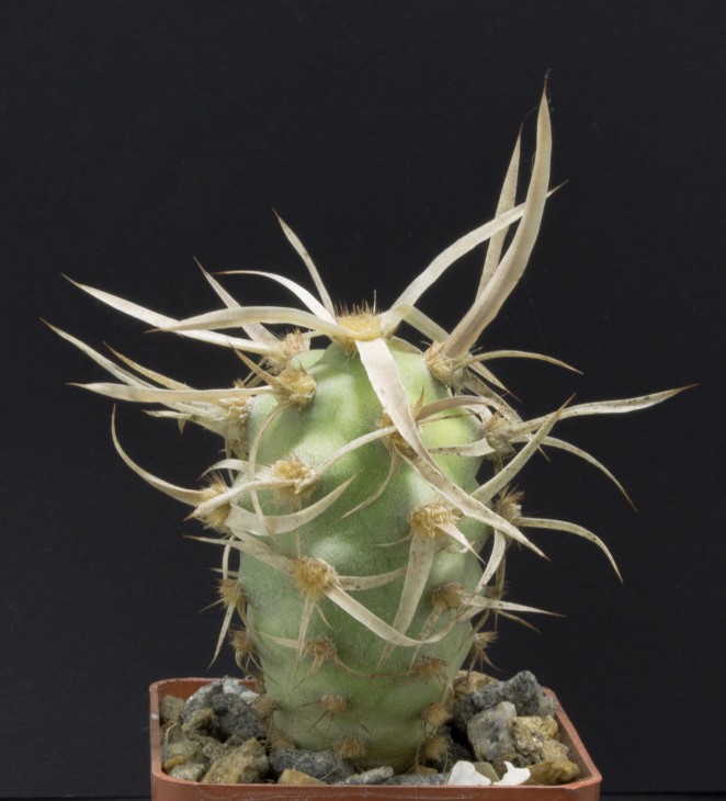 T.articulatus v.diadematus, LF684 Chaňamuyo 1412m